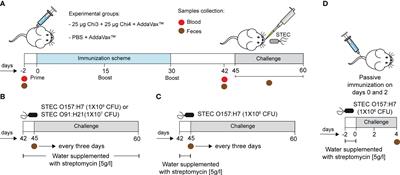 A chimeric protein-based vaccine elicits a strong IgG antibody response and confers partial protection against Shiga toxin-producing Escherichia coli in mice